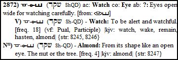 almond watch