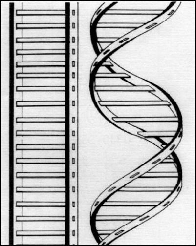 dna ladder
