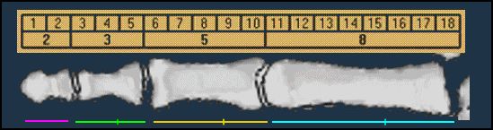 finger fibonacci