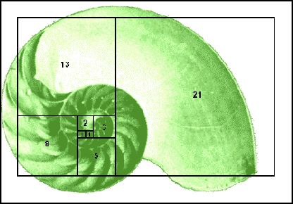 fibonacci shell