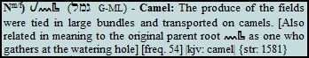 camel