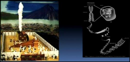DNA tabernacle