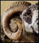 shofar