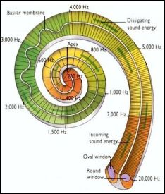 ear spiral