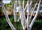 birch tree