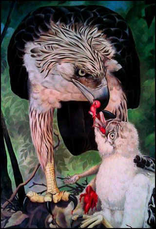 eagle feeding young