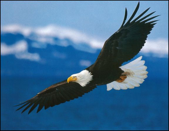 eagle