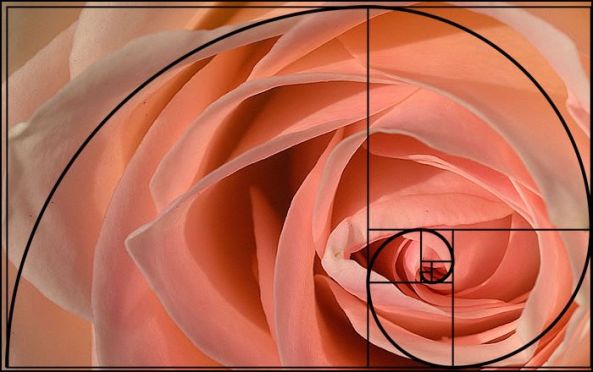 rose spiral