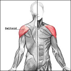 deltoid