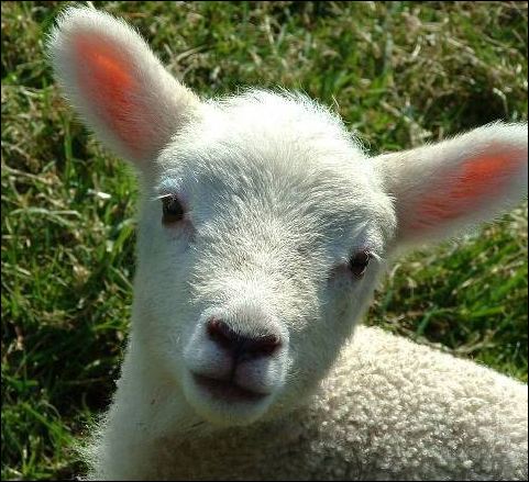 lamb2