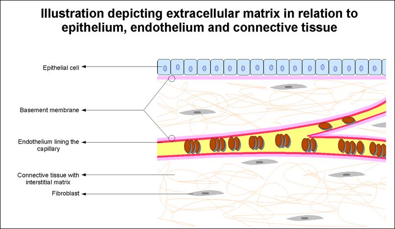 basal membrane