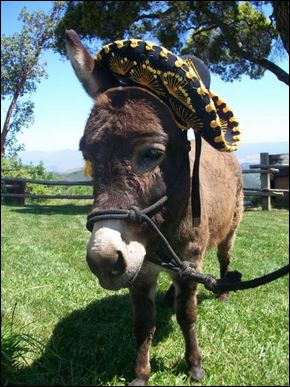 cinco de mayo donkey