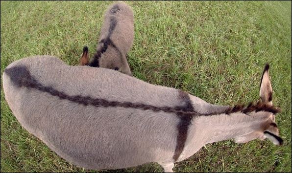 donkey cross