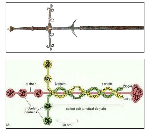 laminin sword