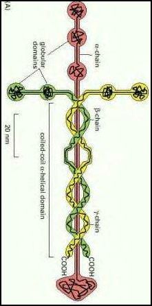 laminin