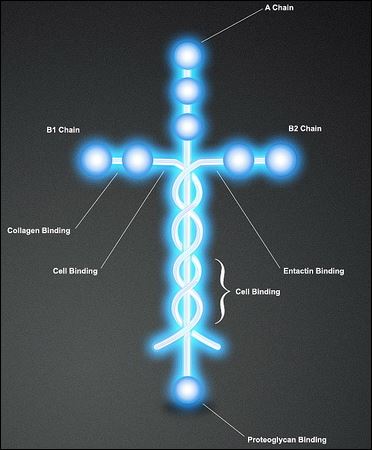 laminin3