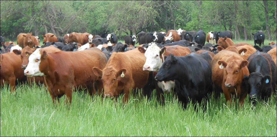 cattle