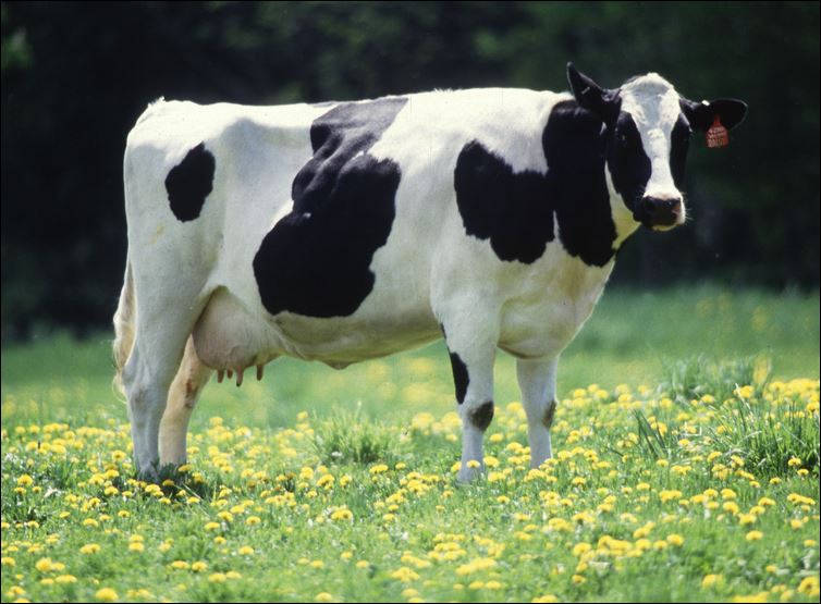 cow