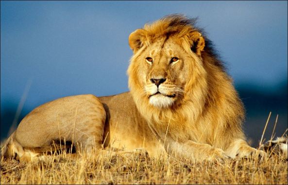 lion 3