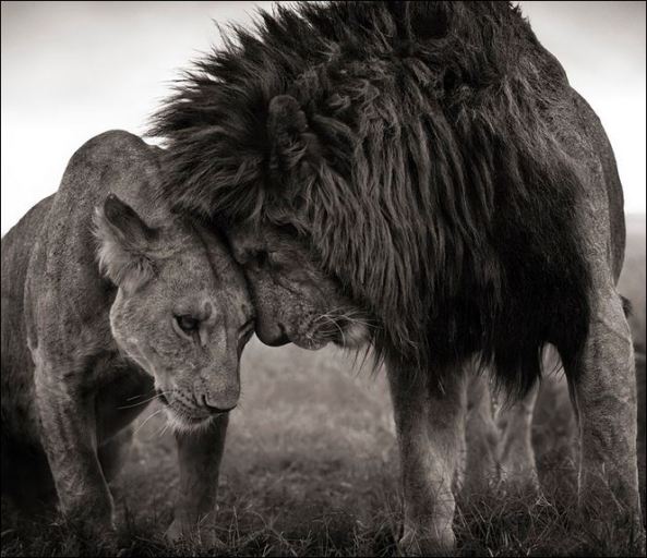 lion love