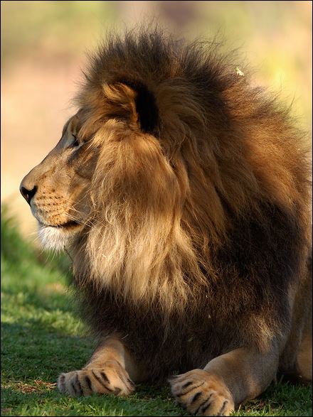 lion mane