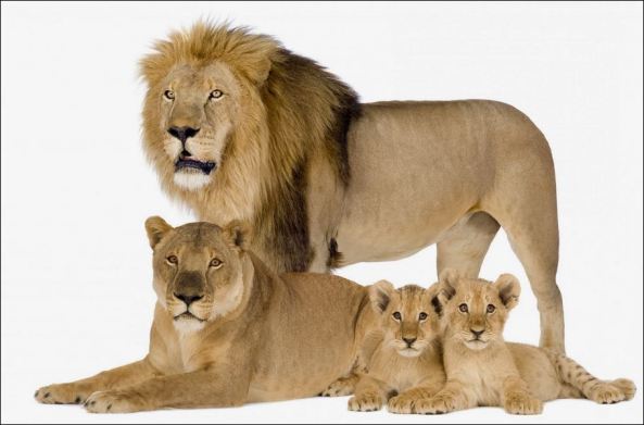 lion2