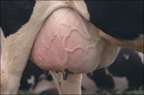 udder