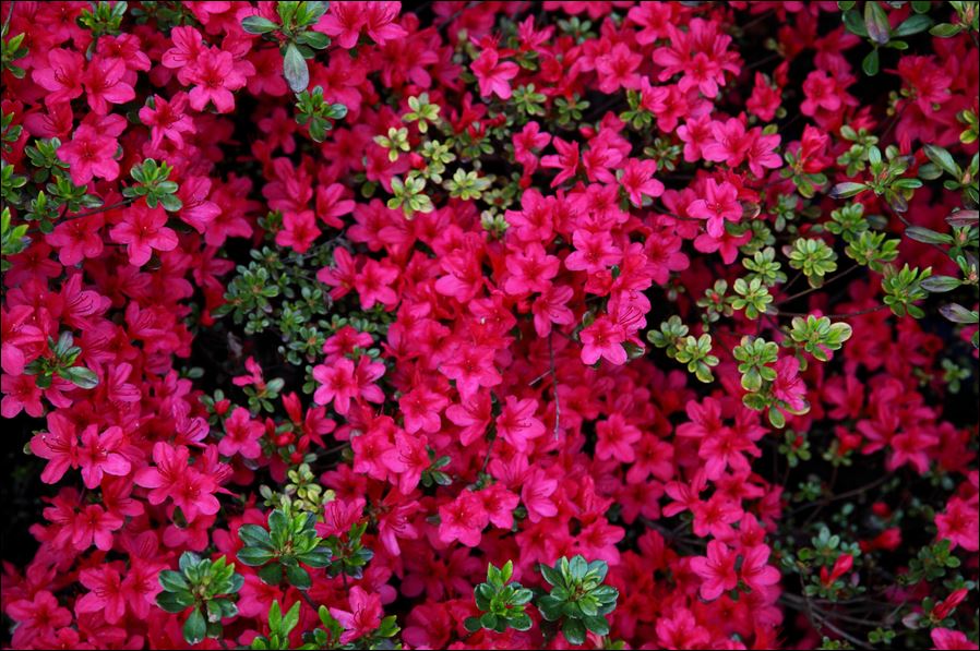 azalea 2
