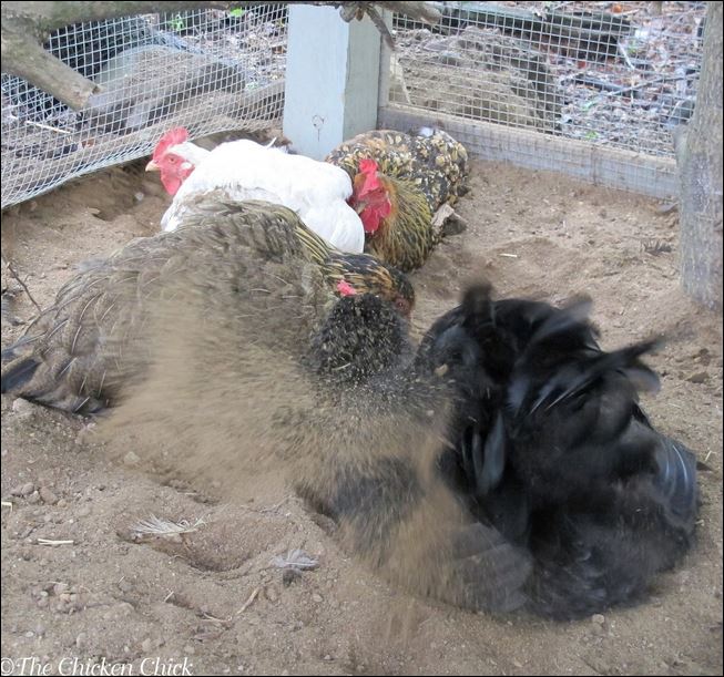 chicken dust bath