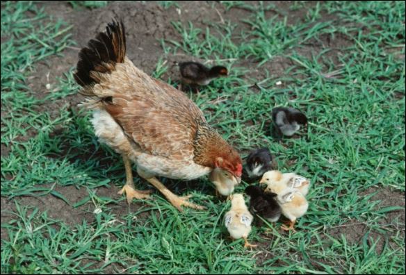 chicken empathy