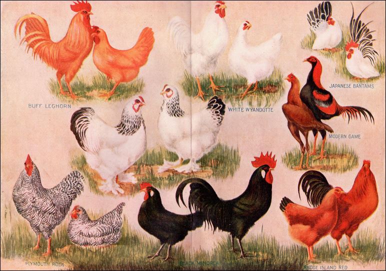 chickens 2