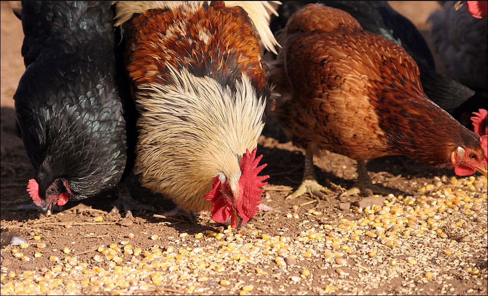 chickens eating