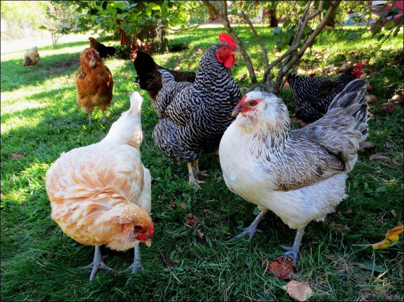 chickens