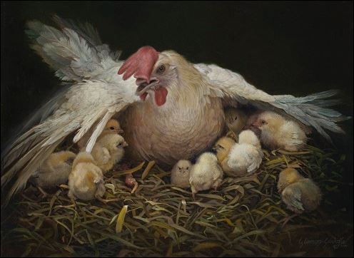 chicks under wing