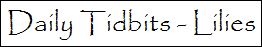 daily tidbits lilies