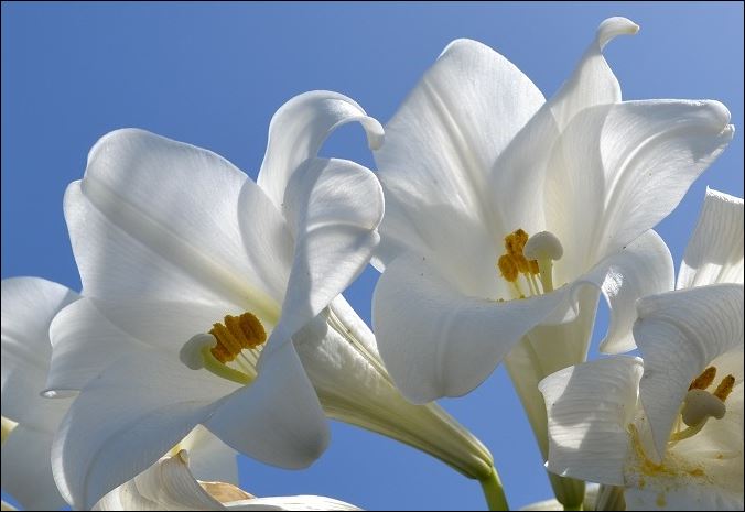 Easter lily 3