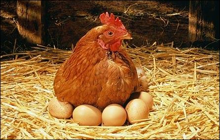 hen eggs