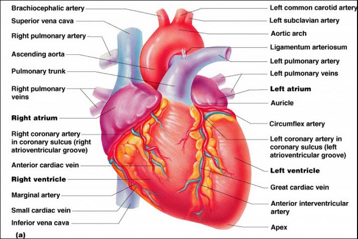 human heart