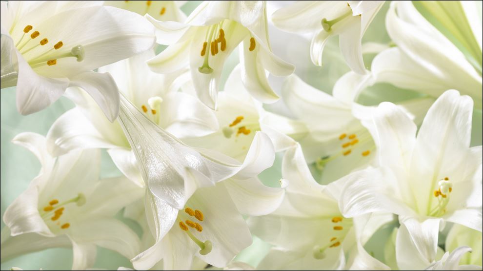 lilies