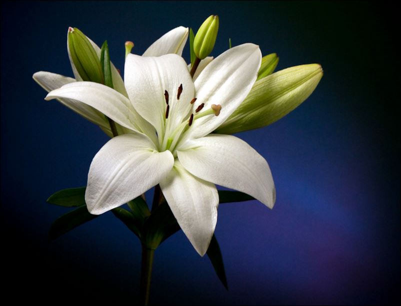 lily 2