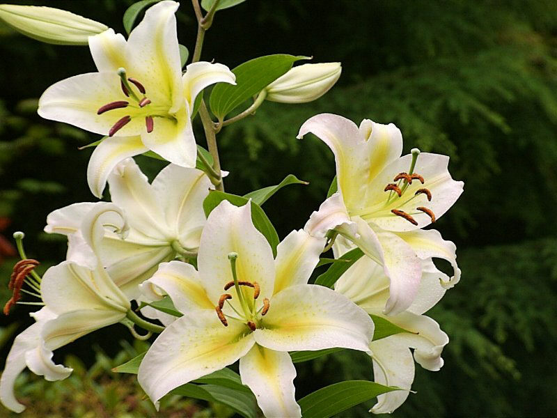 lily 3