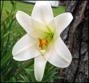 Lily pic