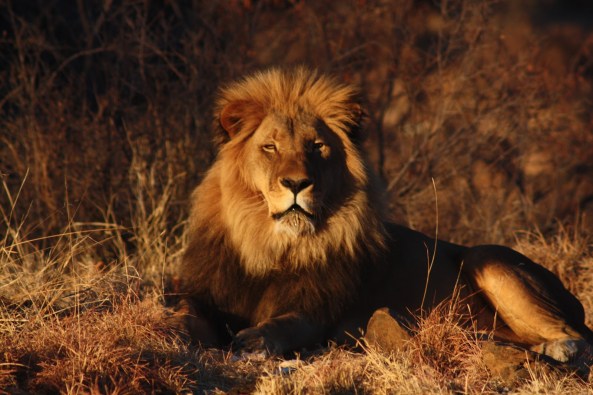 lion 7