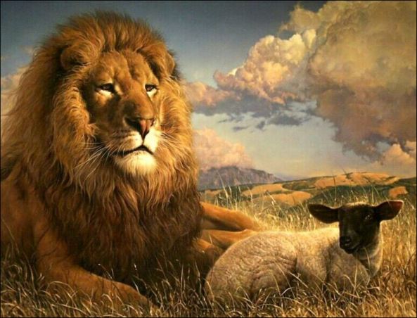 lion lamb 2