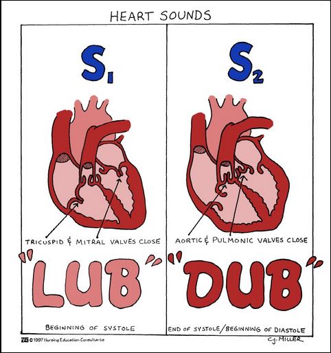 lub dub