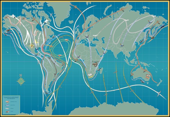 migration