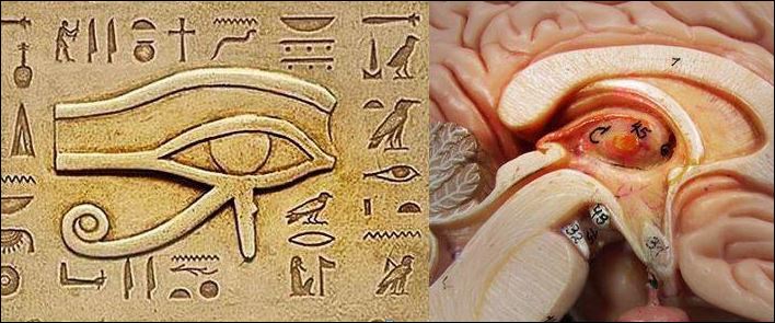 pineal gland all seeing eye
