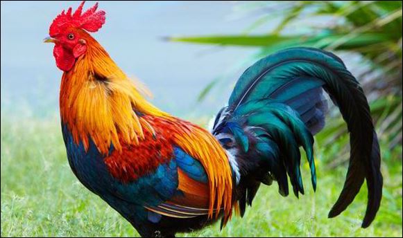 rooster 2