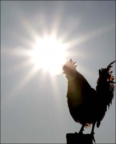 rooster crow sun