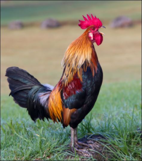 rooster crow